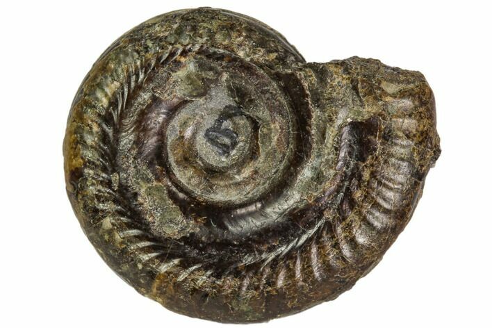 Fossil Ammonite (Hildoceras) - England #104544